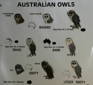 Australian Owls